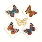 image of 4 butterflies