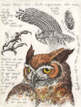 etching of a great horned owl with narrative