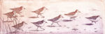 image of sanderlings