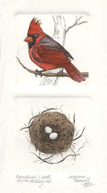 a diptych etchings of a male cardinal and a corresponding nest