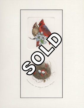 2 plate etching with a pair of cardinals and a nest