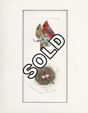 2 plate etching with a pair of cardinals and a nest