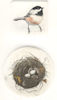 a diptych consisting of a plate of a chickadee and a second plate of a nest