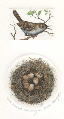 a two plate etching featuring a house wren and a nest