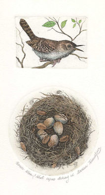 a two plate etching featuring a house wren and a nest
