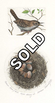 a two plate etching featuring a house wren and a nest
