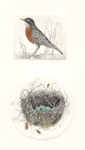 2 plate etching of robin and a nest