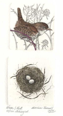 wren with its small nest