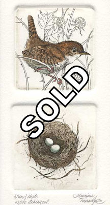 wren with its small nest