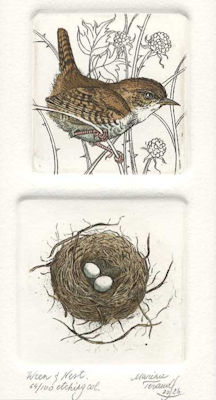 wren with its small nest