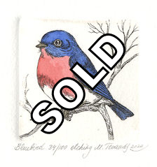 etching and watercolored bluebird