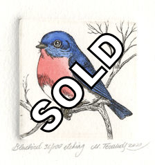 etching and watercolored bluebird