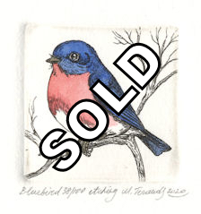 etching and watercolored bluebird