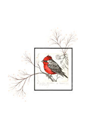 original:  image of vermillion flycatcher sitting on branch that extends onto the mat