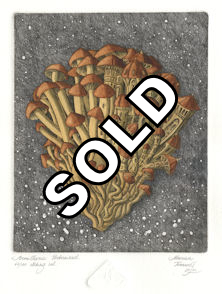 etching of an urbanized armillaria fungi