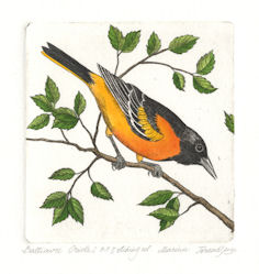original etching of a baltimore oriole