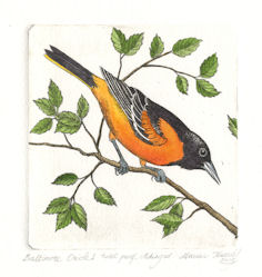 oriole etching of a baltimore oriole