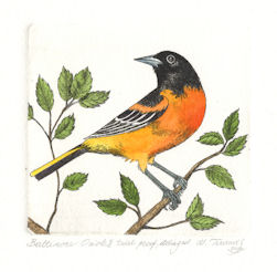original etching of a baltimore oriole