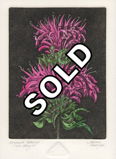 an etching of a fantasy view for a bergamot flower that is urbanized