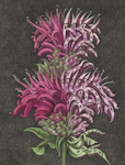 image of  urbanized bergamot flowers