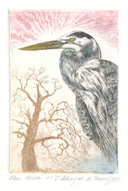 original fine art etching of a blue heron
