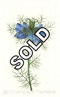 image of a love-in-the-mist