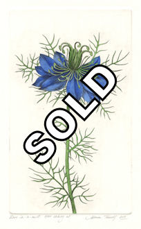 image of a love-in-the-mist