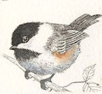 a fluffy chickadee sitting on a branch