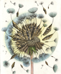 original etching of a urbanized dandelion