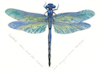 great blue skimmer dragonfly