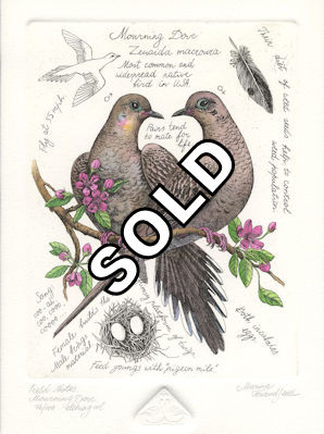 image of two mourning doves together with some narrative about the species