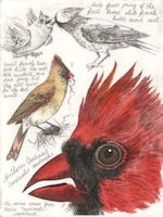 a field note study (drawing and notes) of the northern cardinal