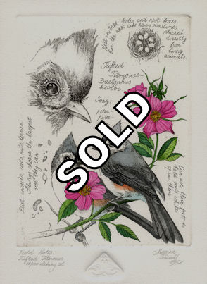 a field note study of the tufted titmouse together with notes by the artist