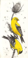 two goldfinches sitting on the stem of a seed pod