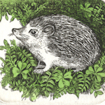 original etchings of a small hedgehog