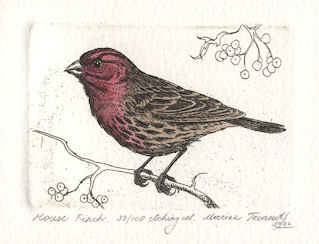 etching of a side profile of a house finch sitting on a twig