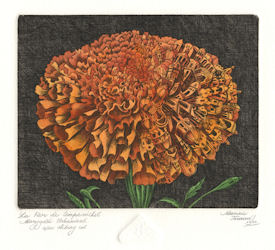 etching of a marigold that is 1/2 ocuupied by buildings