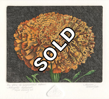 etching of a marigold that is 1/2 ocuupied by buildings