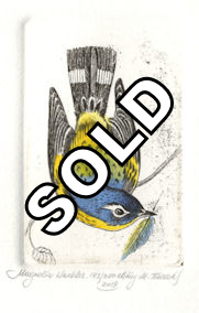 watercolored etching of a magnolia warbler