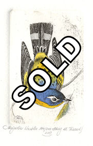 watercolored etching of a magnolia warbler