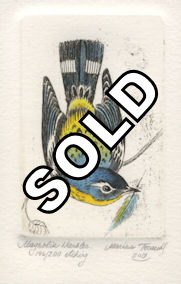 watercolored etching of a magnolia warbler