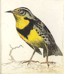 a meadowlark standing on a thick branch