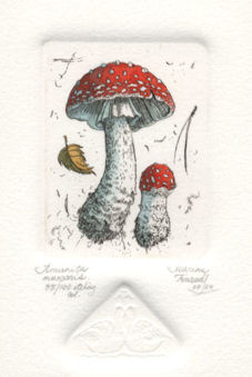etching of an amanita muscaria mushroom