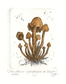 etching of the fungi, armillaria melllea