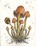 etching of a armillaria mushroom