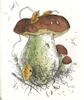 etching of a penny bun mushroom