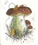 etching of a bolitus mushroom