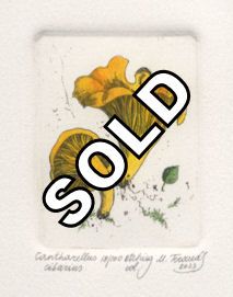 etching of a cantharellus mushroom