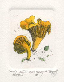 etching of a cantharellus mushroom