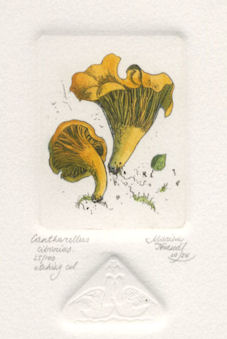etching of a cantharellus mushroom